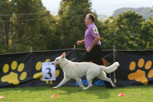 whiteshepherd.org.au