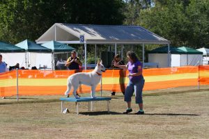 whiteshepherd.org.au