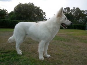 whiteshepherd.org.au