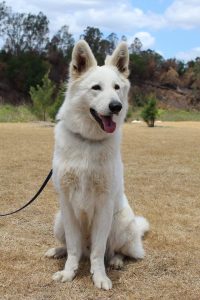 whiteshepherd.org.au