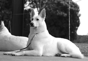 whiteshepherd.org.au