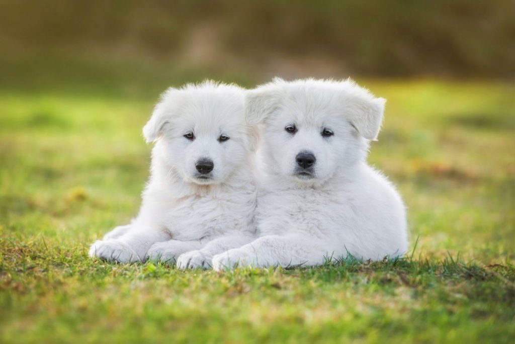 History of the White Swiss Shepherd Dog - White Swiss Shepherd Dog Club ...