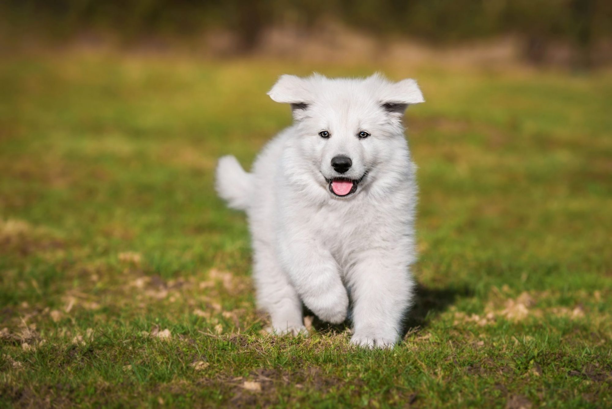 Beginners Guide to Showing - White Swiss Shepherd Dog Club of Australia Inc